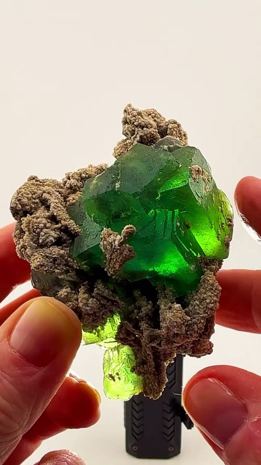 ELECTRIC GREEN FROM XIANGHUALING