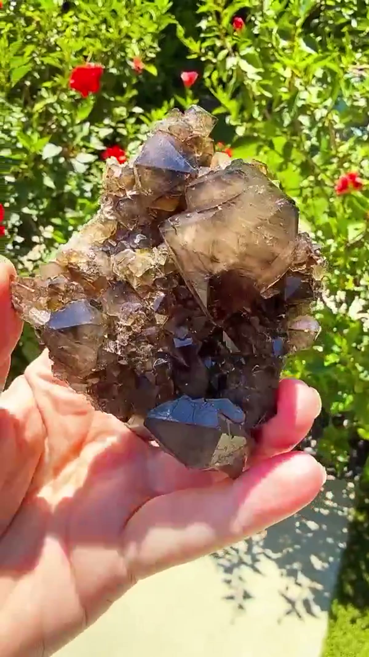 Smoky Quartz Specimen: Australian smoky quartz differently in the sunlight - view 3