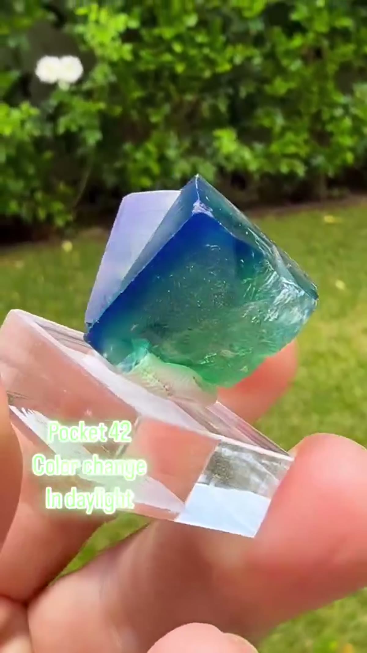 Fluorite Specimen: Pocket 42 Fluorite - view 2
