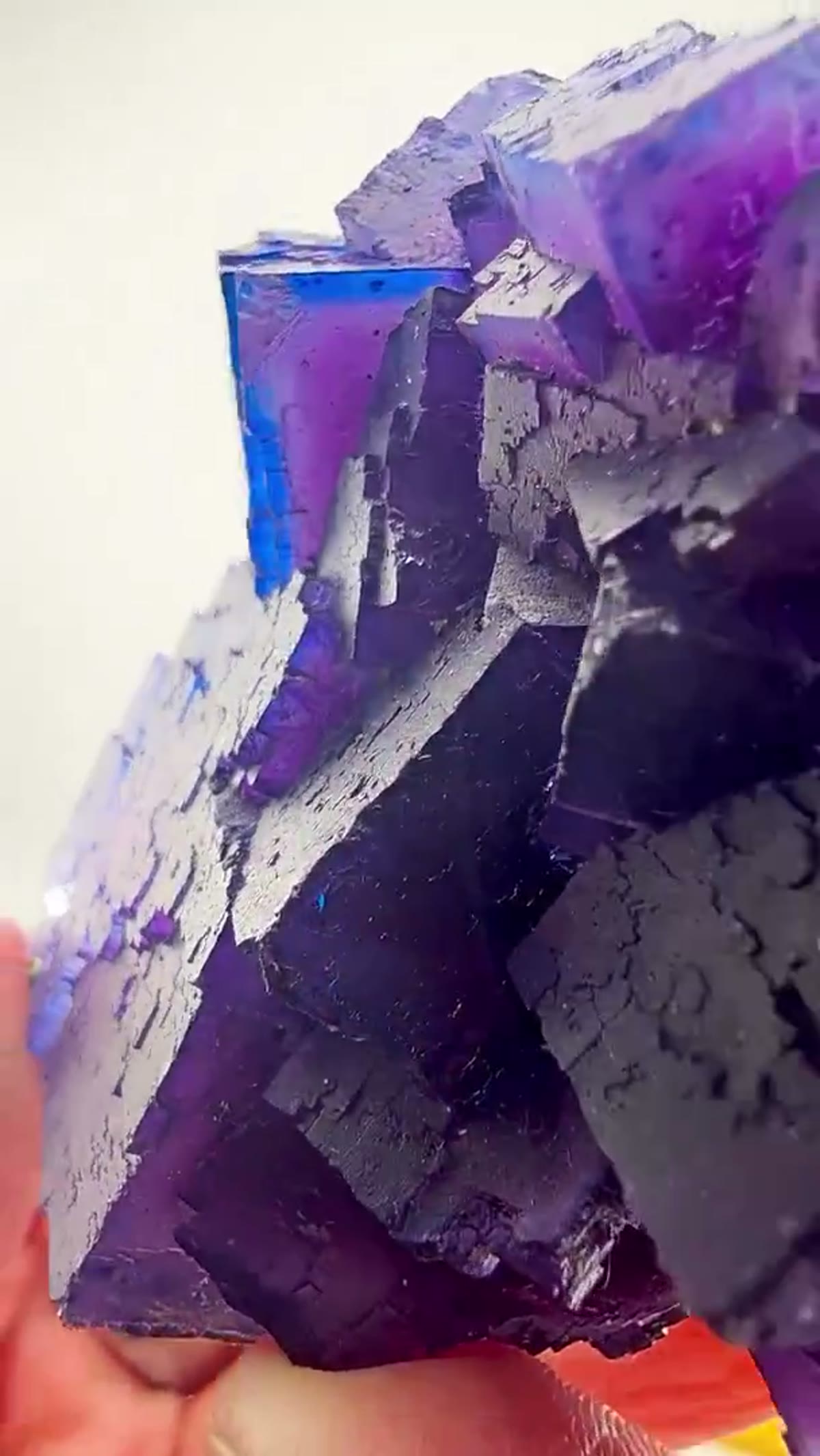 Fluorite Specimen from Illinois, USA: Illinois blurple at its finest - view 2