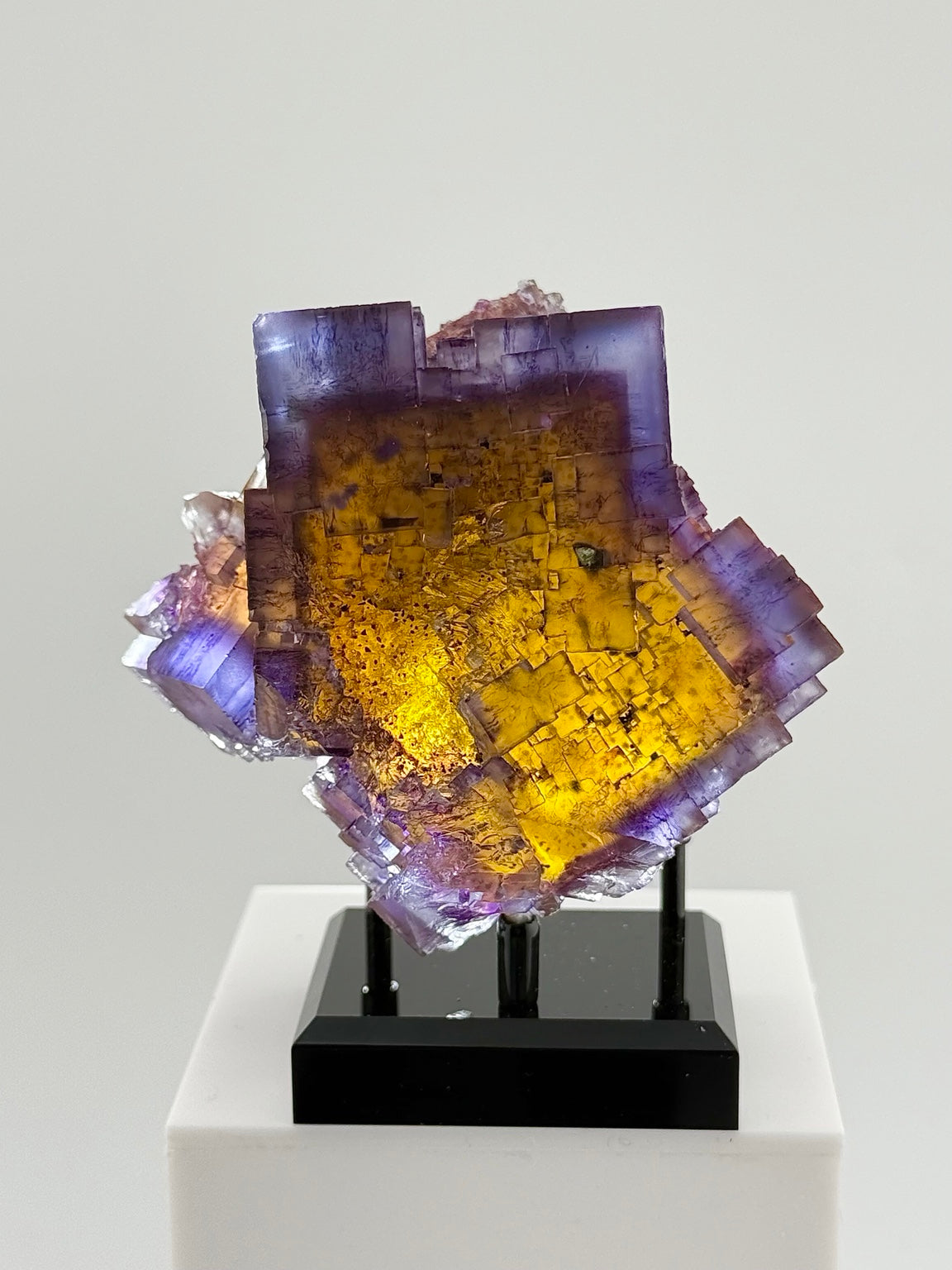 Minerva No. 1 Beauty