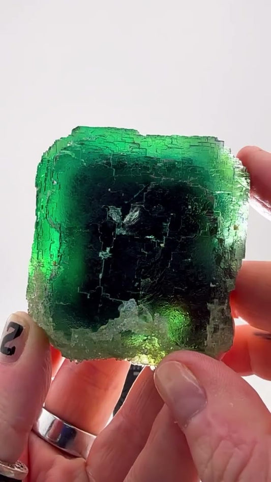 OKORUSU CONTRAST GEM