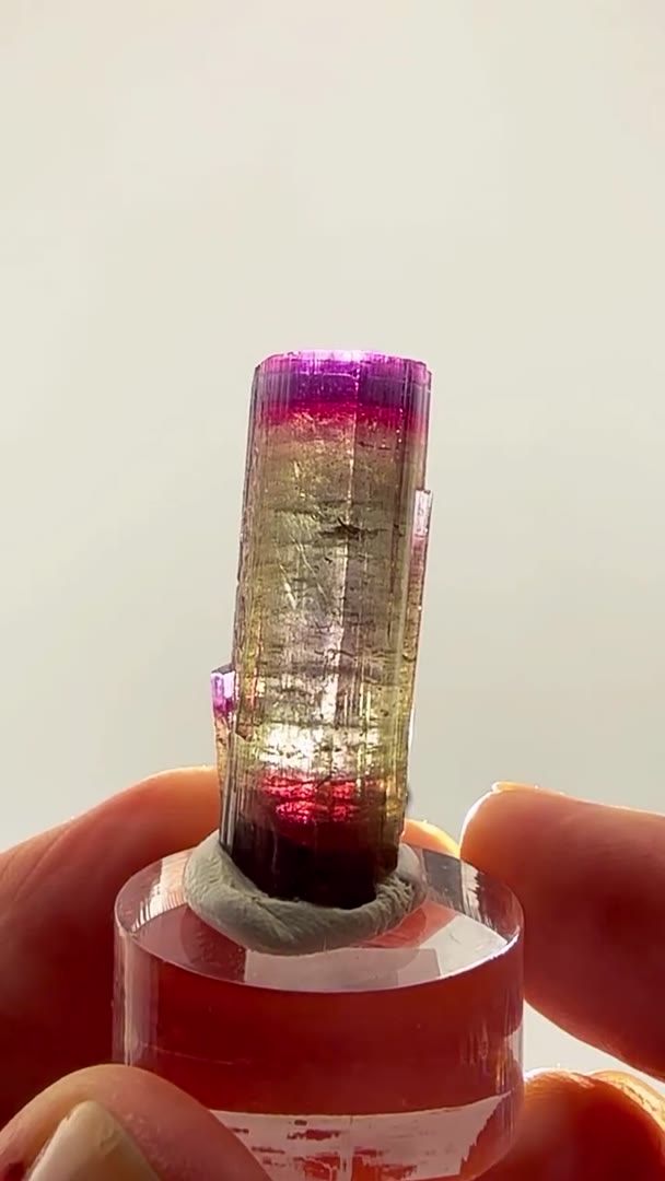 A PAPROK COLOR SHOWSTOPPER