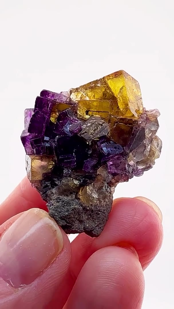 YELLOW & PURPLE ILLINOIS MAGIC