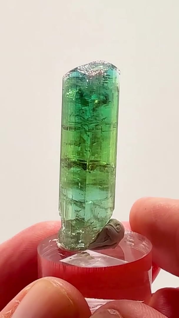 PAPROK BLUE-GREEN PERFECTION