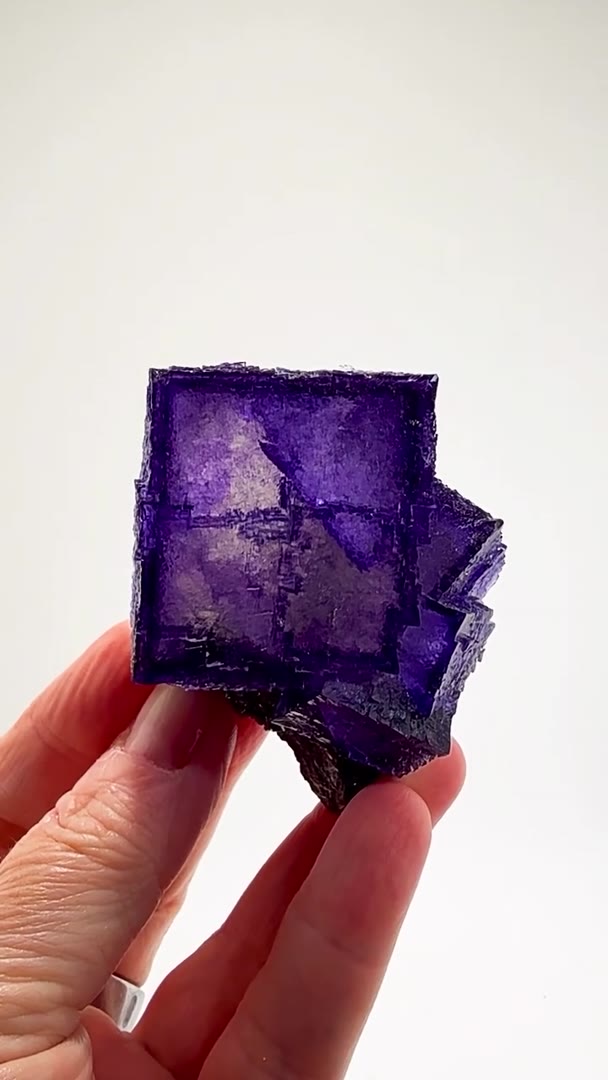 ELMWOOD PURPLE PERFECTION