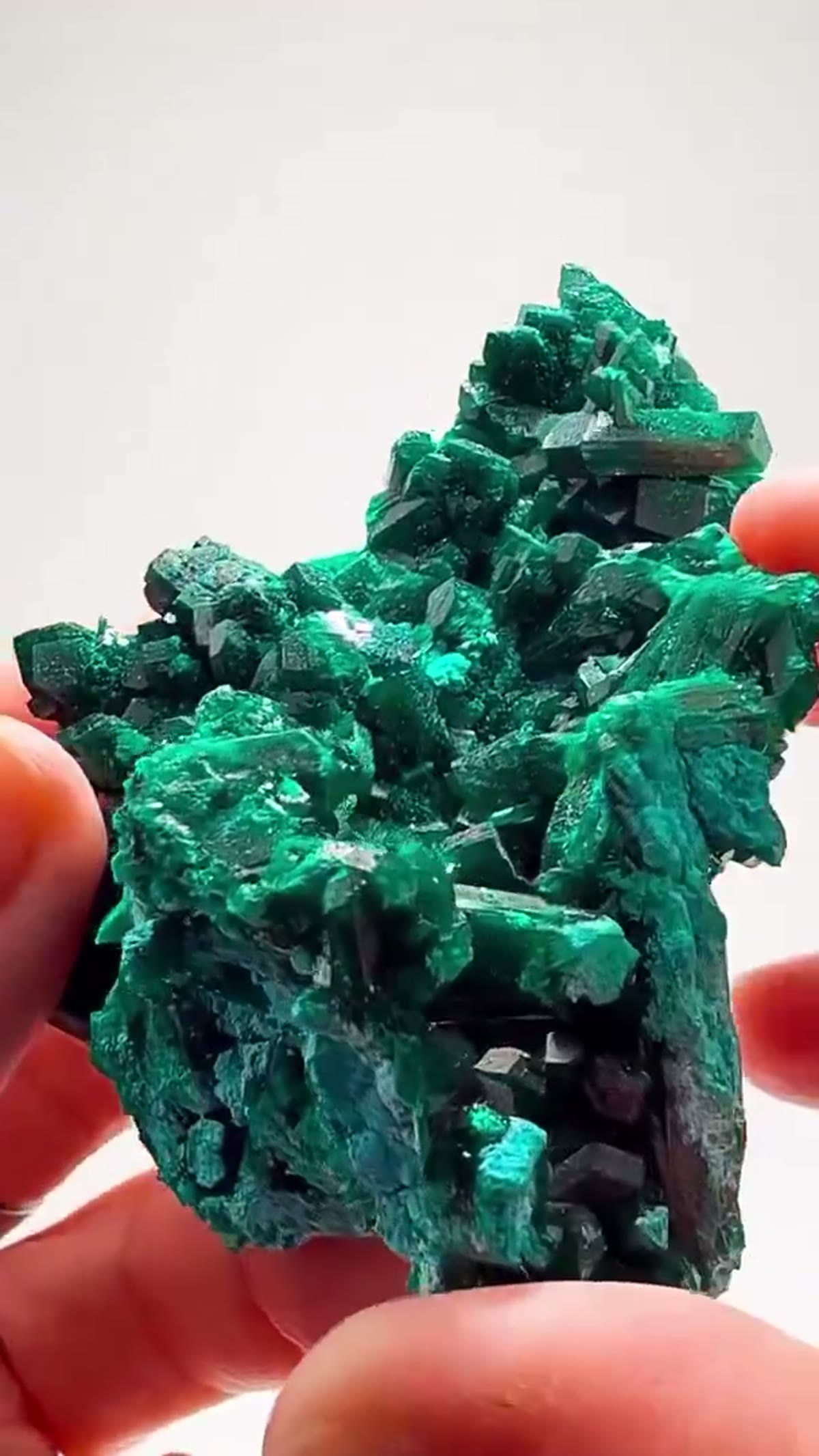 Dioptase Specimen: Double-Sided Congo Magic - view 4