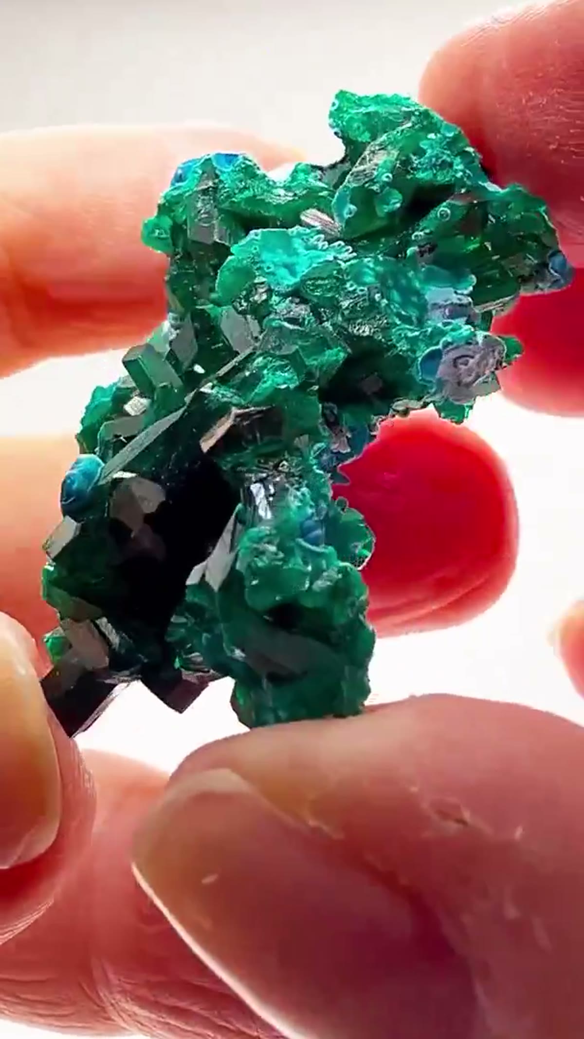 Dioptase Specimen: Congo Color Overload - view 3