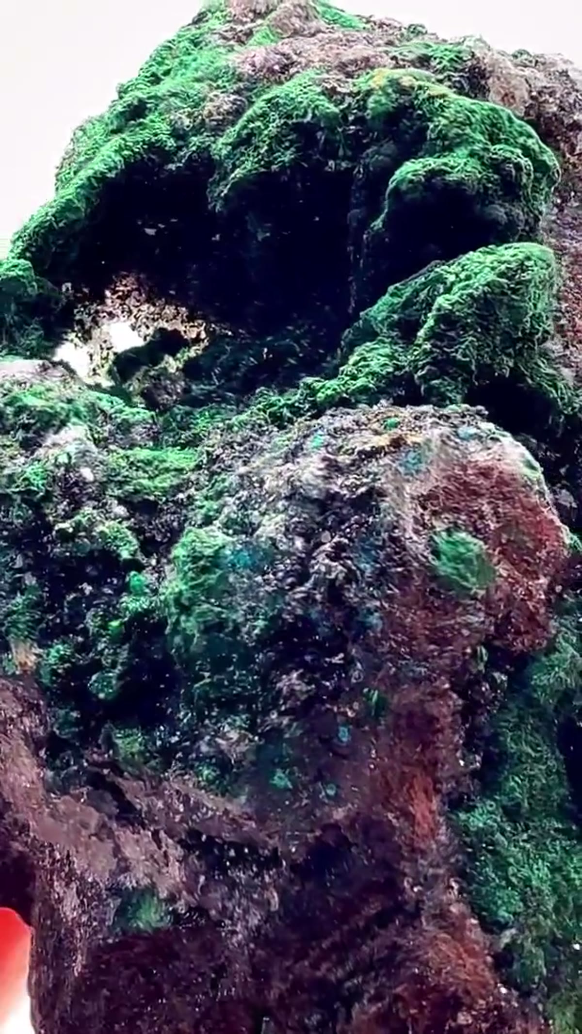Malachite Specimen: Congo Contrast at its Finest - view 2