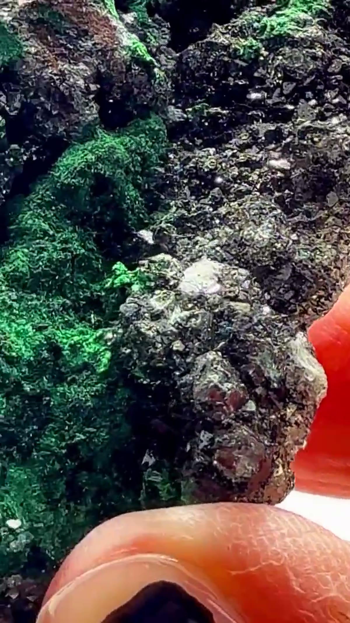 Malachite Specimen: Congo Contrast at its Finest - view 3