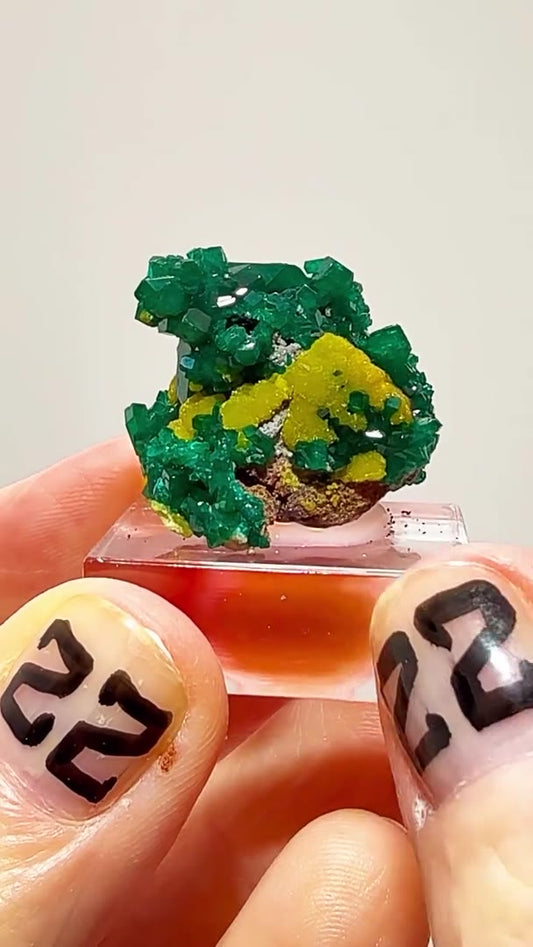 GREEN & GOLD CONGO MAGIC