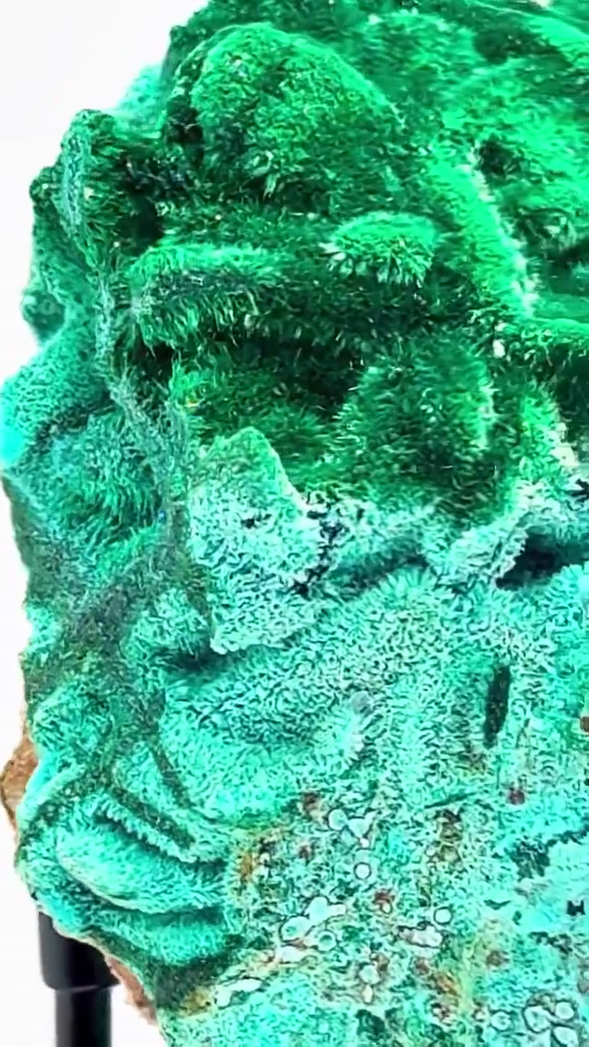 Malachite Specimen: New Alert - view 4