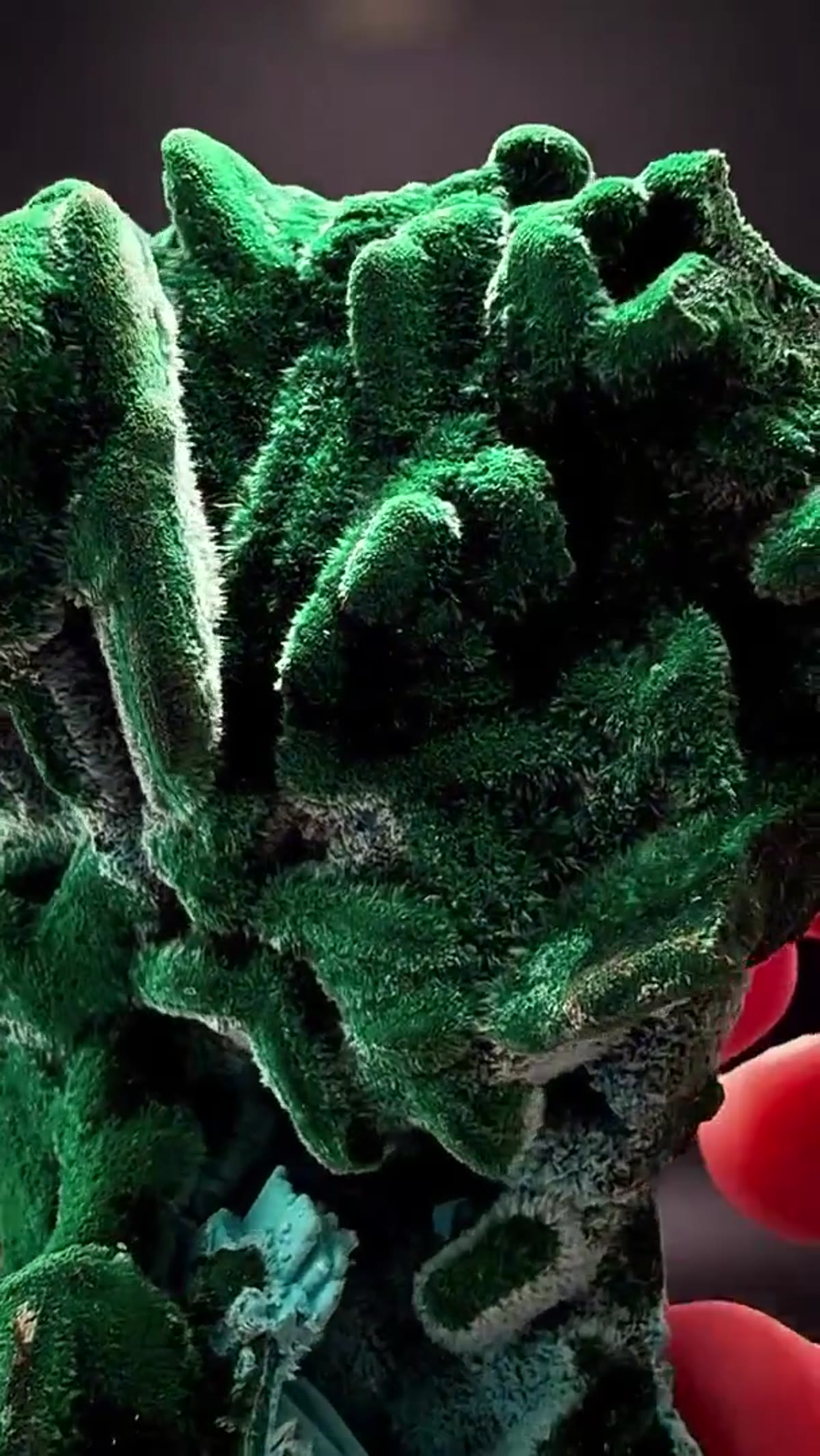 Malachite Specimen: Fresh Congo - view 4