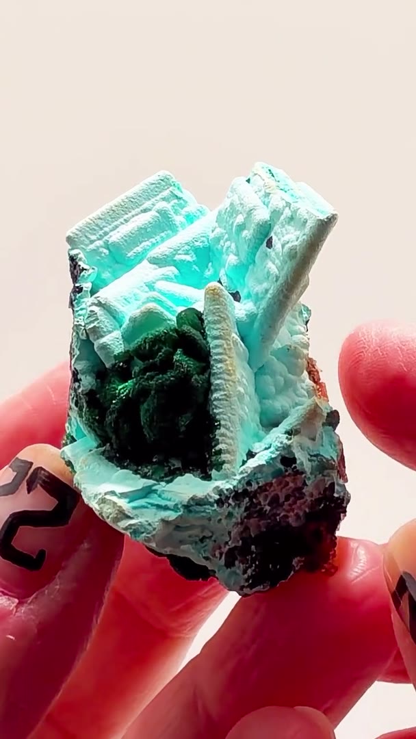 FRESH CONGO COLOR — THIS COMBO IS INSANE