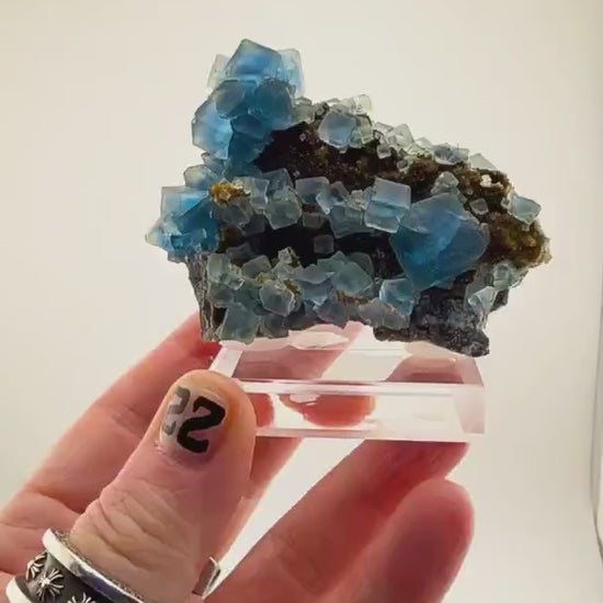 BLUE ZONED BEAUTY