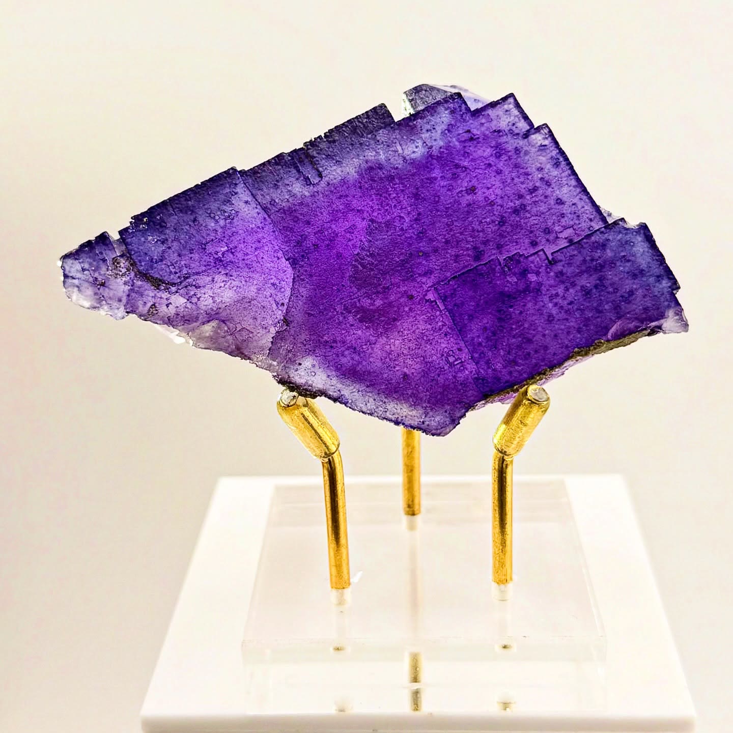 Illinois violet, captured in its purest form