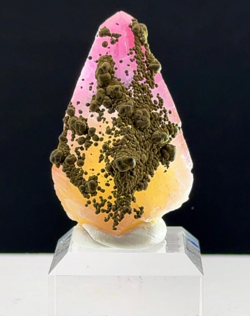 CANDY COATED CONGO